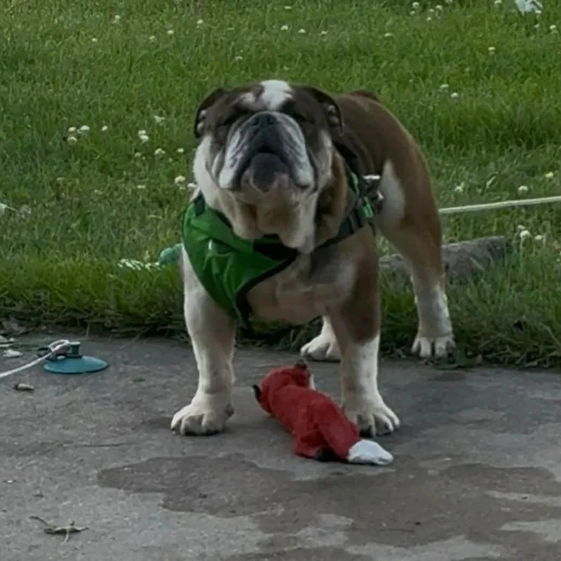 A young medium-sized male Brindle English Bulldog dog named Ford for adoption in DeKalb, IL