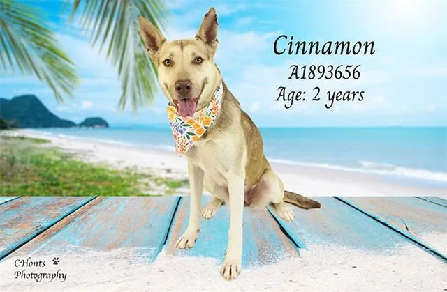 Cinnamon thumbnail 2