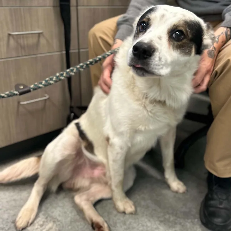 An adult large-sized male Australian Shepherd dog named Tony Pepperoni for adoption in Manchester, TN