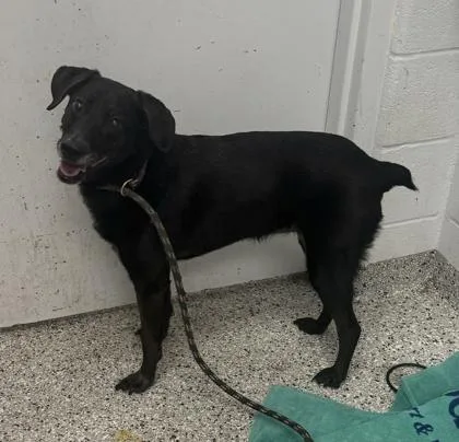 A senior large-sized female Black Labrador Retriever dog named Isabella for adoption in Kansas City, MO