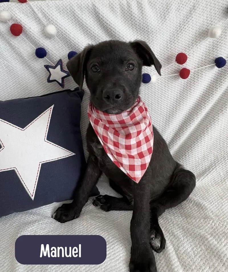 Manuel