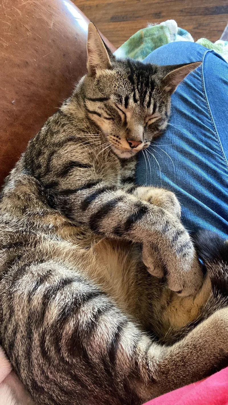 An adult medium-sized male Domestic Short Hair cat named Gabe for adoption in McKinney, TX