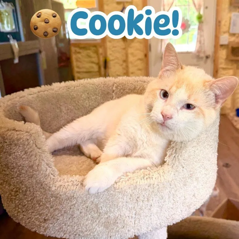 An adult medium-sized male Cream / Ivory Siamese cat named Cookie for adoption in Park Falls, WI