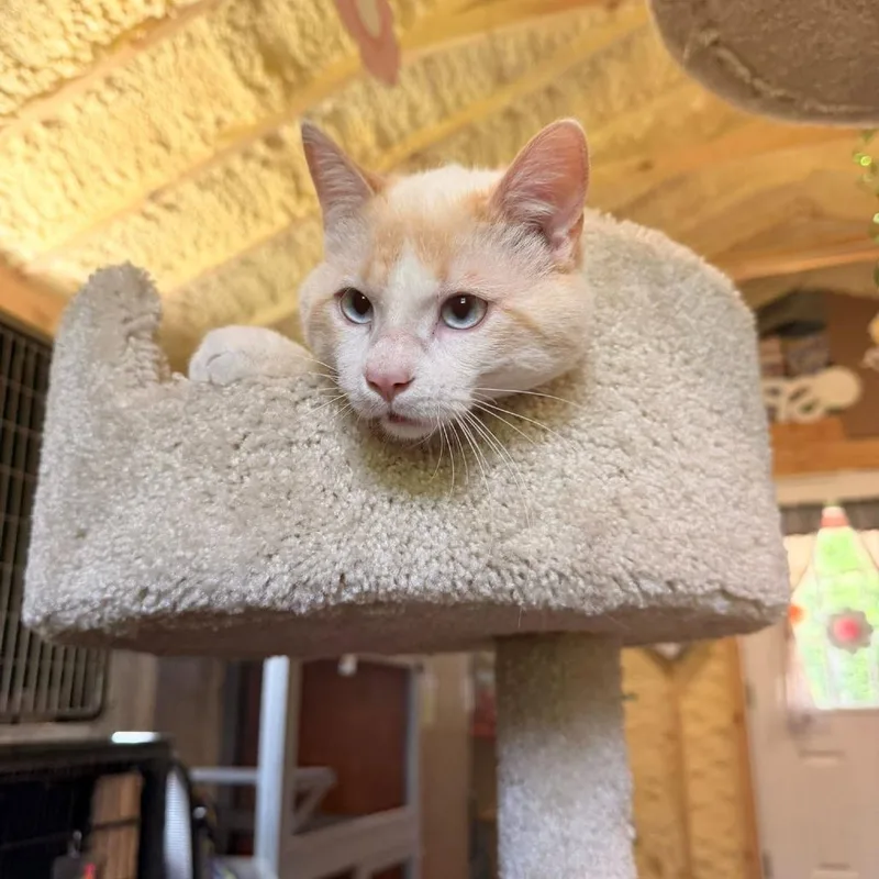 Cookie thumbnail 3