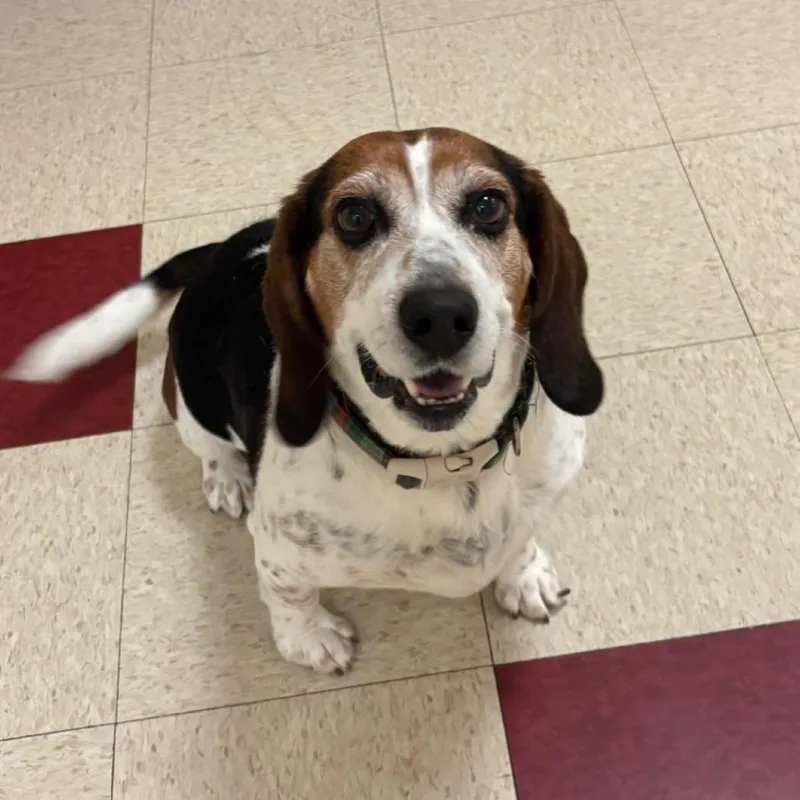 An adult medium-sized male Black Beagle dog named Reginald for adoption in Waynesboro, PA