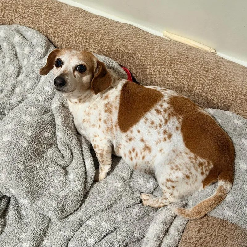 Gigi