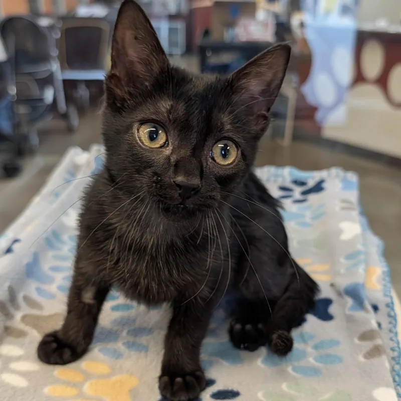 A baby small-sized male Black Domestic Short Hair cat named Boofar for adoption in Rochester, MN