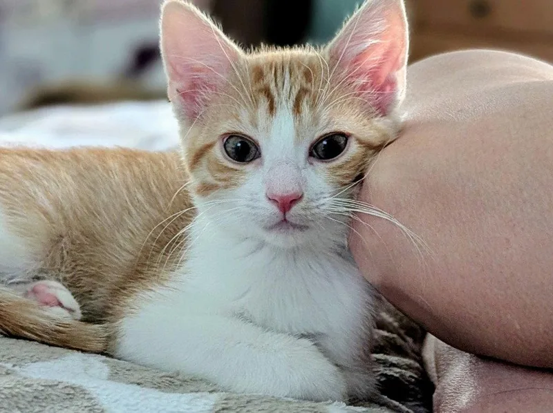 A young medium-sized female Orange & White Domestic Short Hair cat named Athena for adoption in Garner, NC