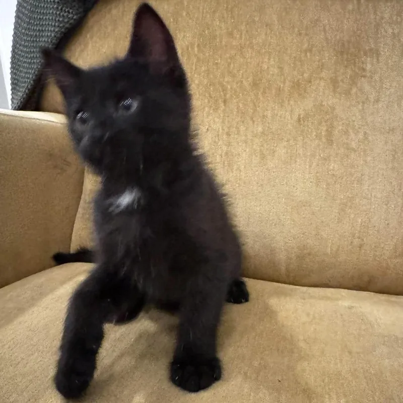 A baby small-sized male Black Domestic Short Hair cat named Moose Dansie for adoption in Eagle Mountain, UT