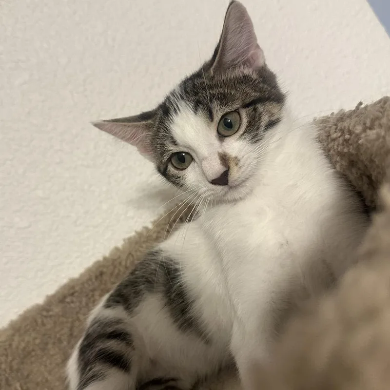 A baby small-sized female White Domestic Short Hair cat named Coral for adoption in Layton, UT