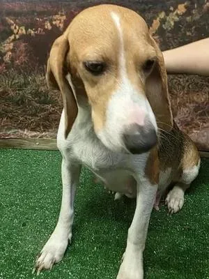 An adult small-sized female Beagle dog named Jane for adoption in St. Paul, MN