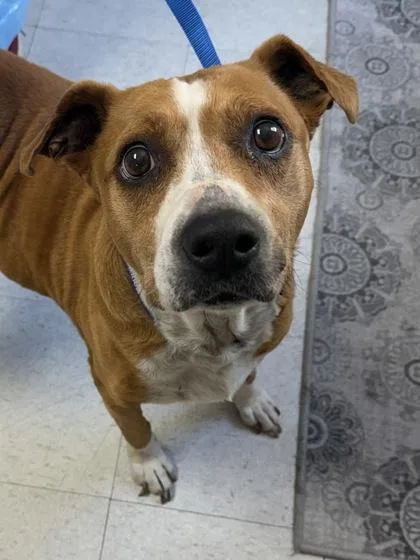 An adult large-sized female American Staffordshire Terrier dog named Emma for adoption in San Antonio, TX