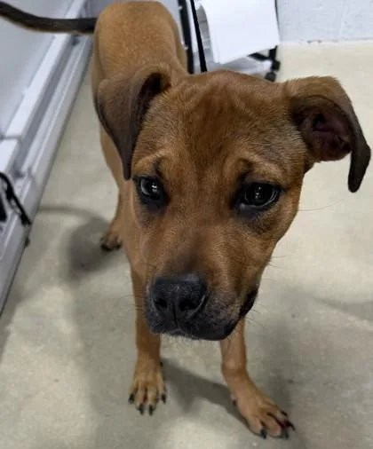 An adult medium-sized female Mixed Breed dog named Drew for adoption in West Chester, PA