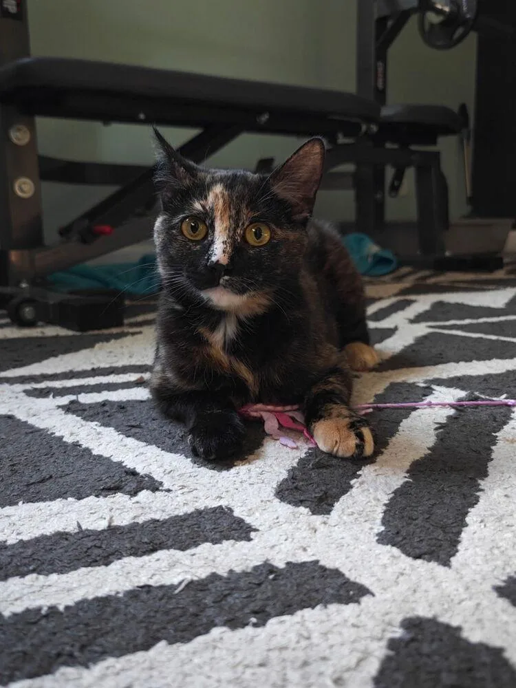 A young medium-sized female Tortoiseshell Domestic Short Hair cat named Tammy for adoption in Ferndale, MI
