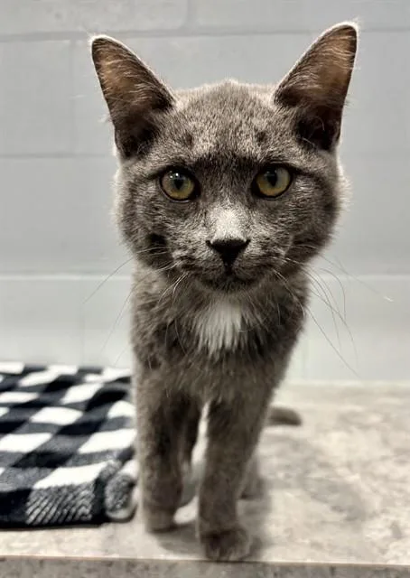 A baby medium-sized male Domestic Short Hair cat named Zander for adoption in Kalamazoo, MI