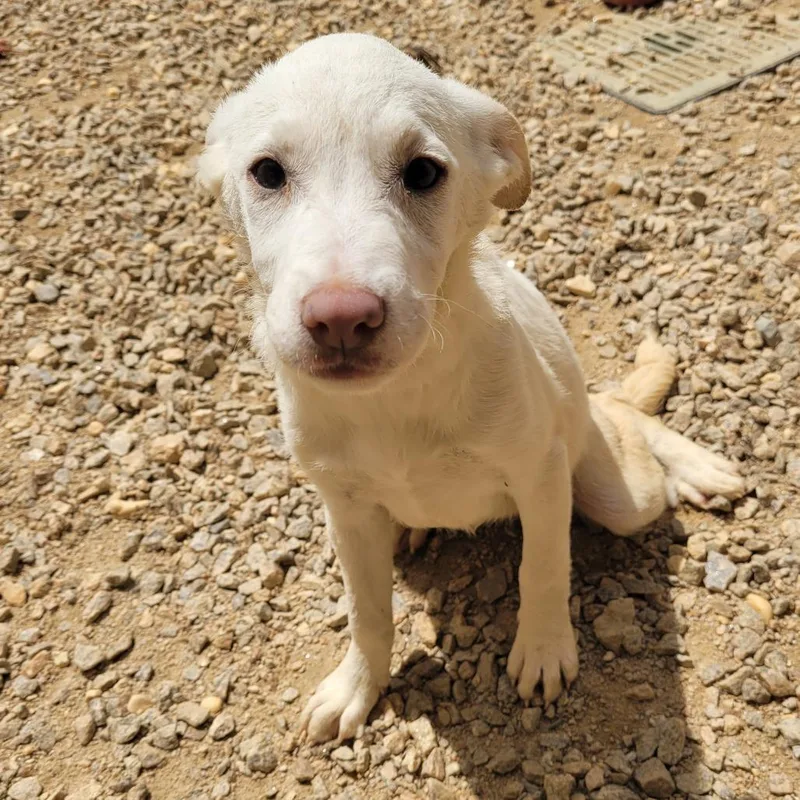 A baby small-sized female White / Cream Mixed Breed dog named January for adoption in LOXAHATCHEE, FL