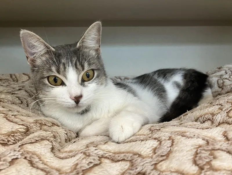 An adult small-sized female Tabby (Gray / Blue / Silver) Domestic Short Hair cat named Dandelion for adoption in Eatontown, NJ