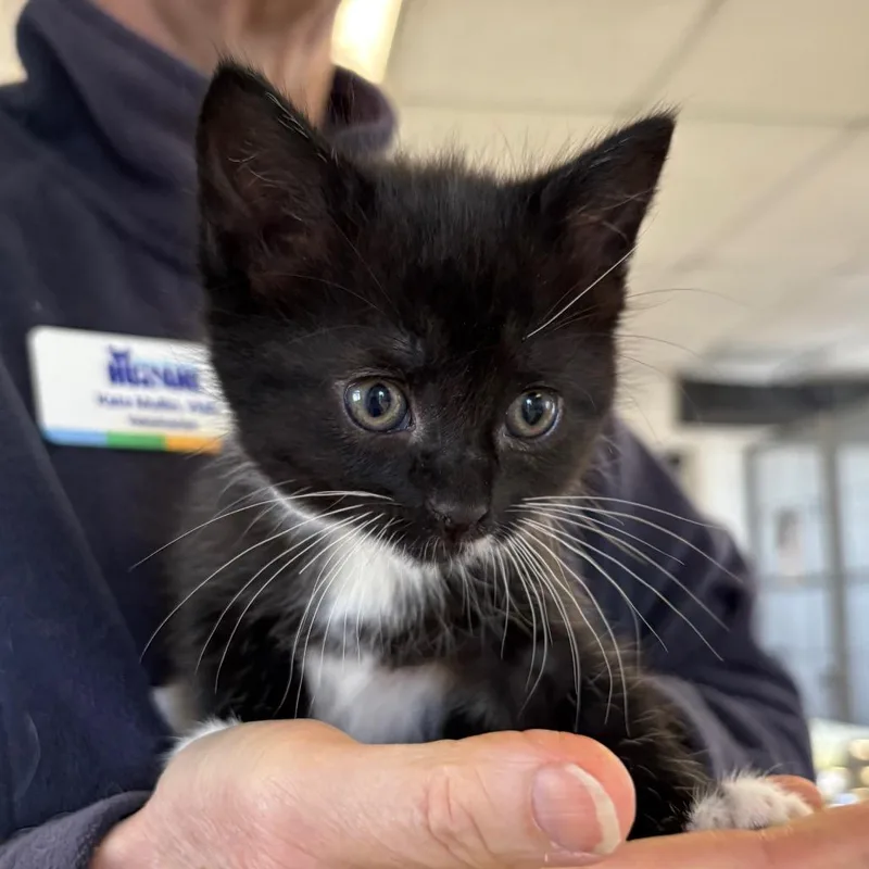 A baby small-sized female Black Domestic Short Hair cat named Daffodil for adoption in Santa Barbara, CA