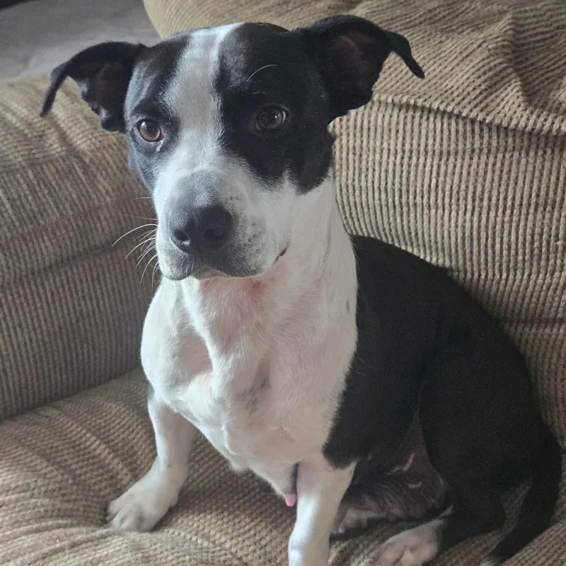 An adult medium-sized female Hound dog named Juniper for adoption in Lima, OH