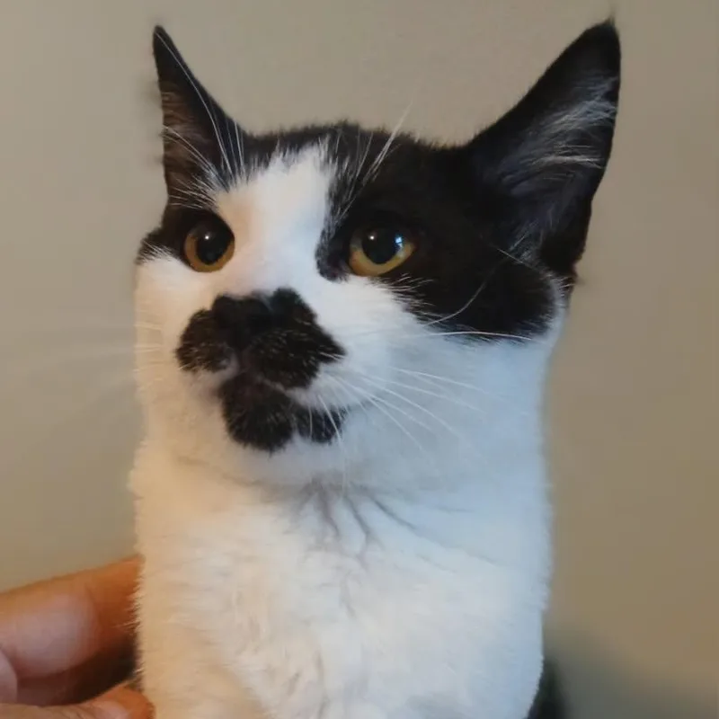 A baby medium-sized female Tuxedo cat named Trixie for adoption in Honeoye, NY