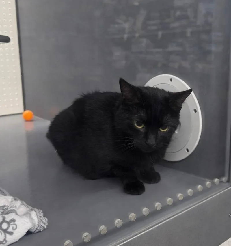 A young medium-sized female Domestic Short Hair cat named Shadow Rock Il for adoption in Fort Lupton, CO