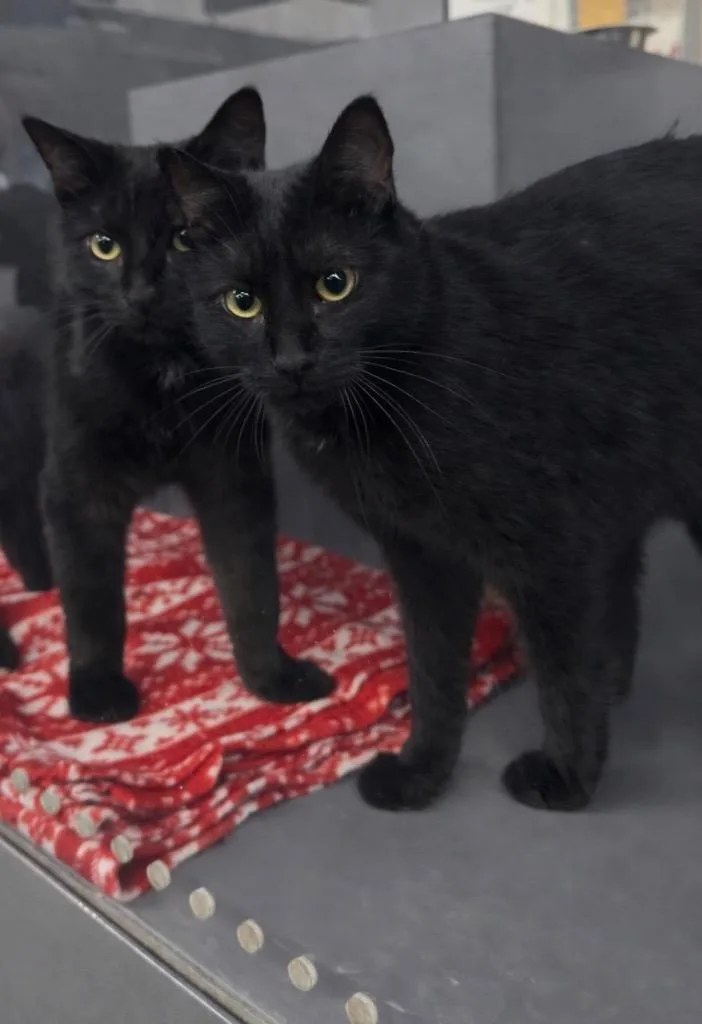 Shadow Rock Il thumbnail 2