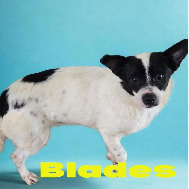 Blades