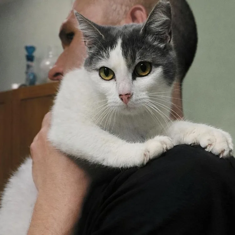 A baby medium-sized female Gray & White Domestic Short Hair cat named Rose for adoption in Houston, TX