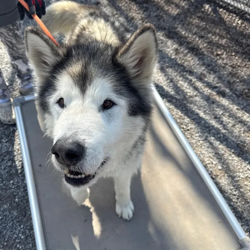A senior large-sized male Black Alaskan Malamute dog named Balto for adoption in York, PA