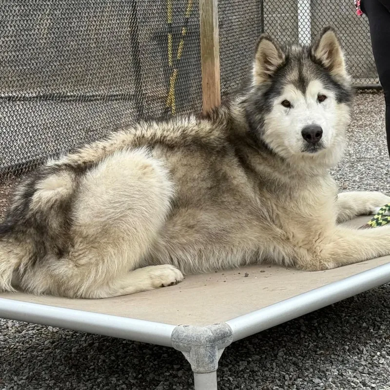 Balto thumbnail 3