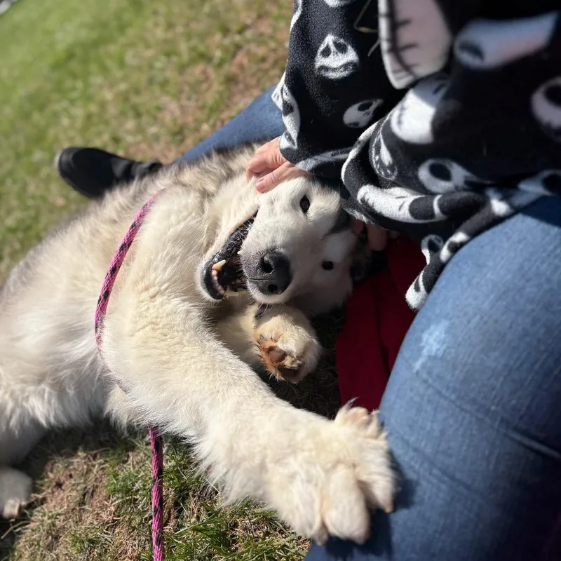 Balto thumbnail 4