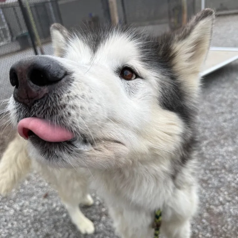Balto thumbnail 5