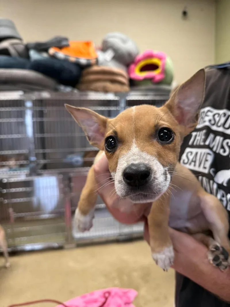 A baby small-sized male Australian Cattle Dog / Blue Heeler dog named Jacob for adoption in Rockwall, TX