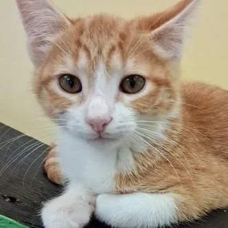 A young small-sized male Orange & White Domestic Short Hair cat named Buster for adoption in Belmont, NY