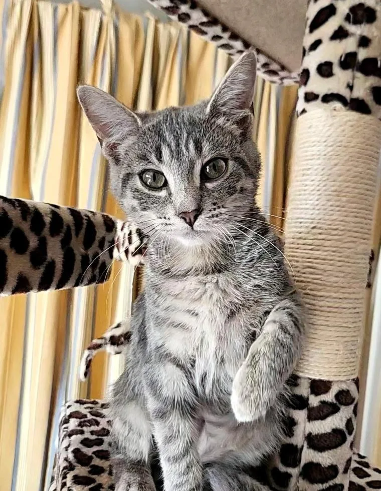 A baby small-sized male Domestic Short Hair cat named Aspen for adoption in Evans City, PA