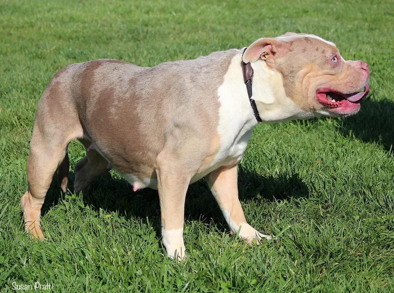 An adult medium-sized female White / Cream American Bully dog named Harley for adoption in Bedford, VA
