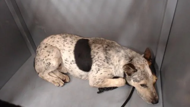 An adult medium-sized male Australian Cattle Dog / Blue Heeler dog named Jackie for adoption in Downey, CA