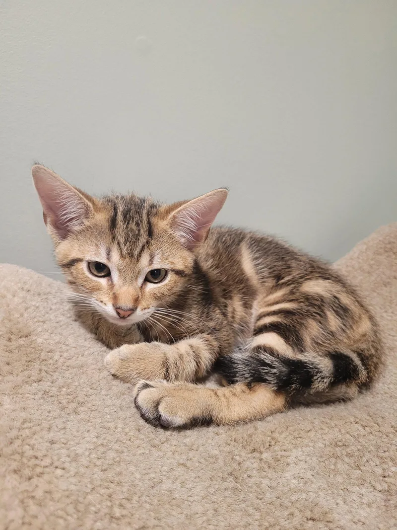 A baby medium-sized female Domestic Short Hair cat named Bamby for adoption in Trenton, NJ