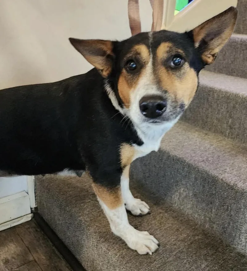 An adult medium-sized female Tricolor (Brown, Black, & White) Corgi dog named Bubbles for adoption in Troy, AL