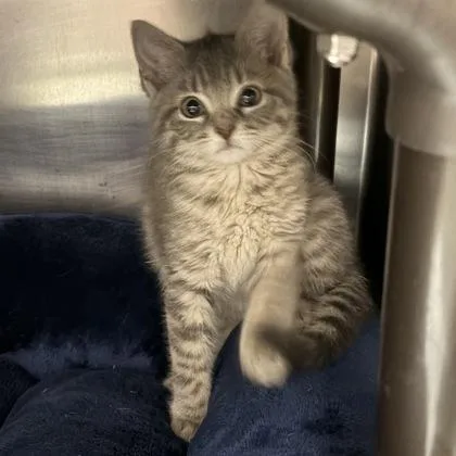 A young small-sized male Tabby (Gray / Blue / Silver) Domestic Short Hair cat named Thor for adoption in North Myrtle Beach, SC