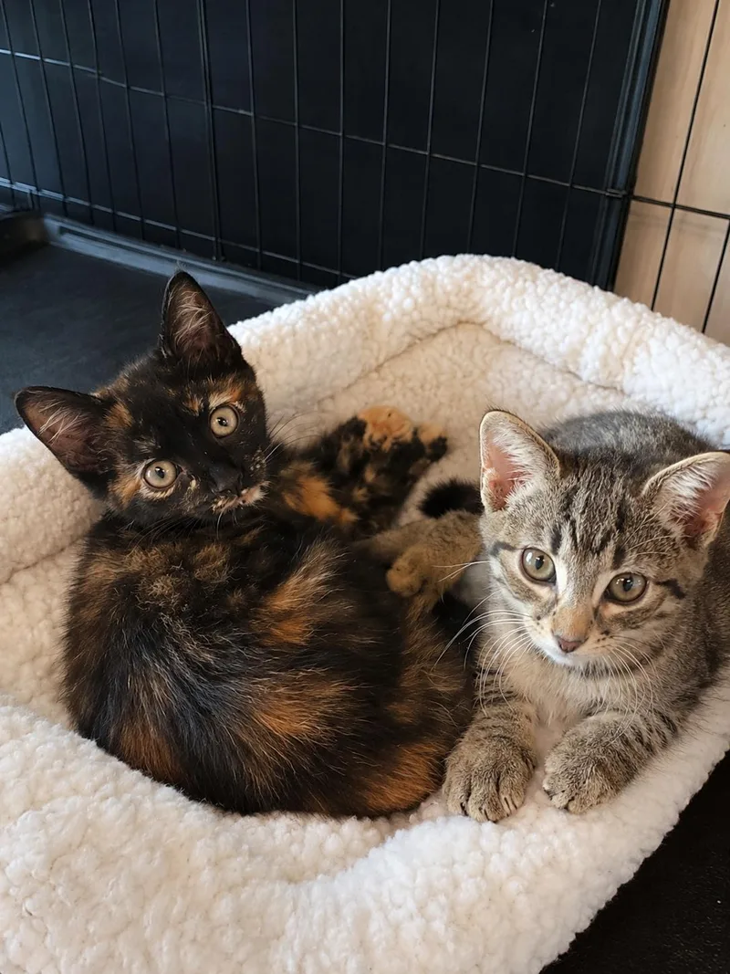 A baby medium-sized female Tabby (Brown / Chocolate) Domestic Short Hair cat named Fritzi for adoption in Joliet, IL