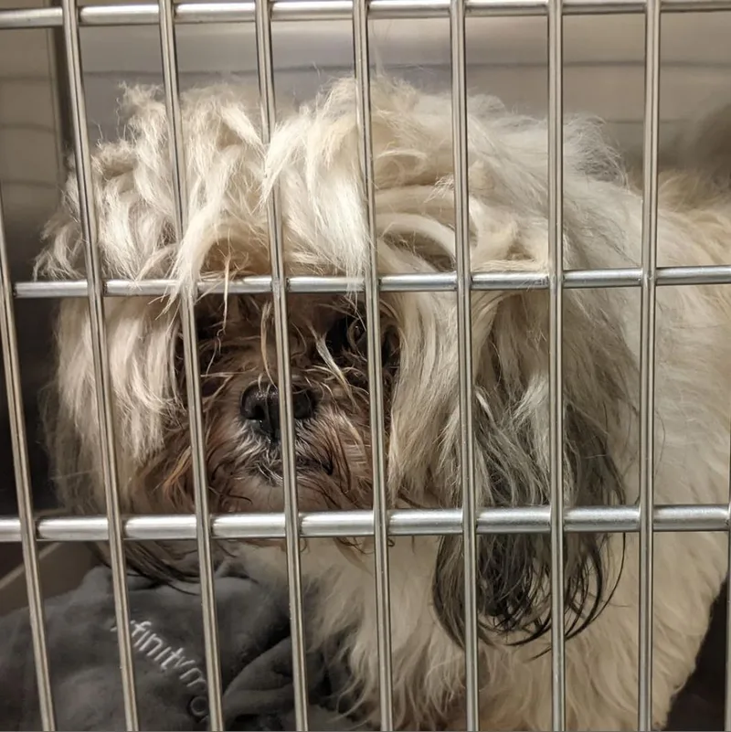 A senior small-sized male White / Cream Mixed Breed dog named Bear Bear for adoption in Philadelphia, PA