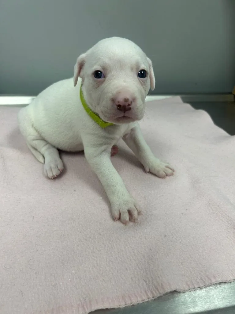 A baby small-sized female Mixed Breed dog named Lucy for adoption in Angola, IN