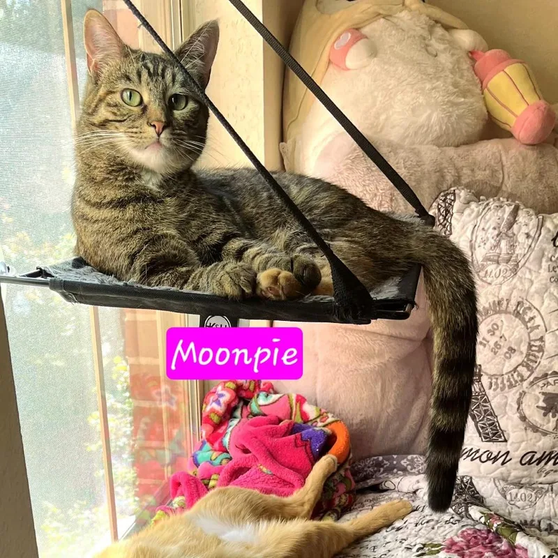 An adult small-sized female Brown / Chocolate Domestic Short Hair cat named Emmy for adoption in Jessup, MD