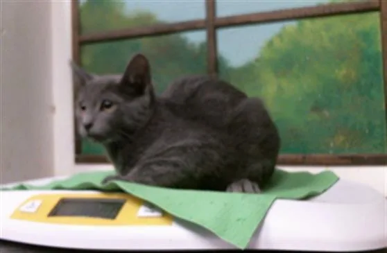 A baby small-sized male Russian Blue cat named Peter for adoption in Houston, TX