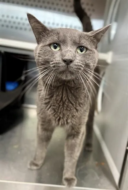 A young medium-sized male Domestic Short Hair cat named Atlas for adoption in Kalamazoo, MI