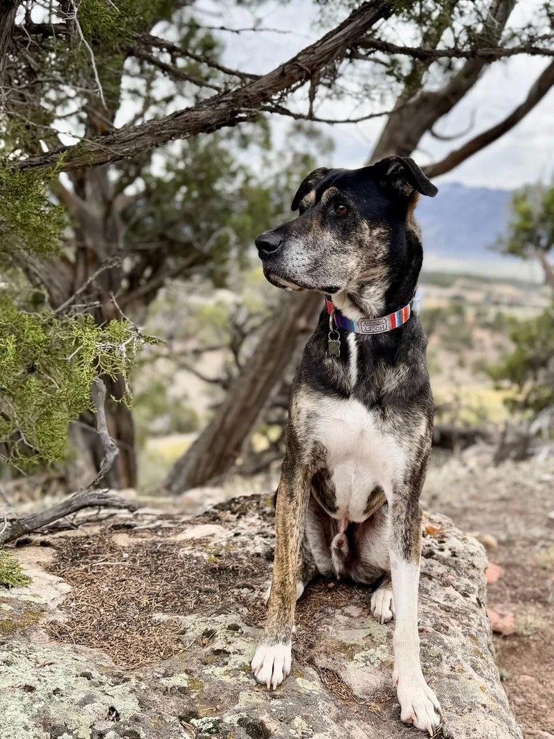 An adult large-sized male Tricolor (Brown, Black, & White) Black Labrador Retriever dog named Chip  soul dog for adoption in Boulder, CO