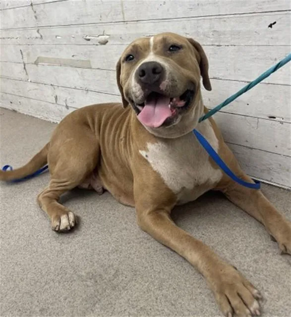 An adult large-sized female Pit Bull Terrier dog named Pudding for adoption in San Bernardino, CA