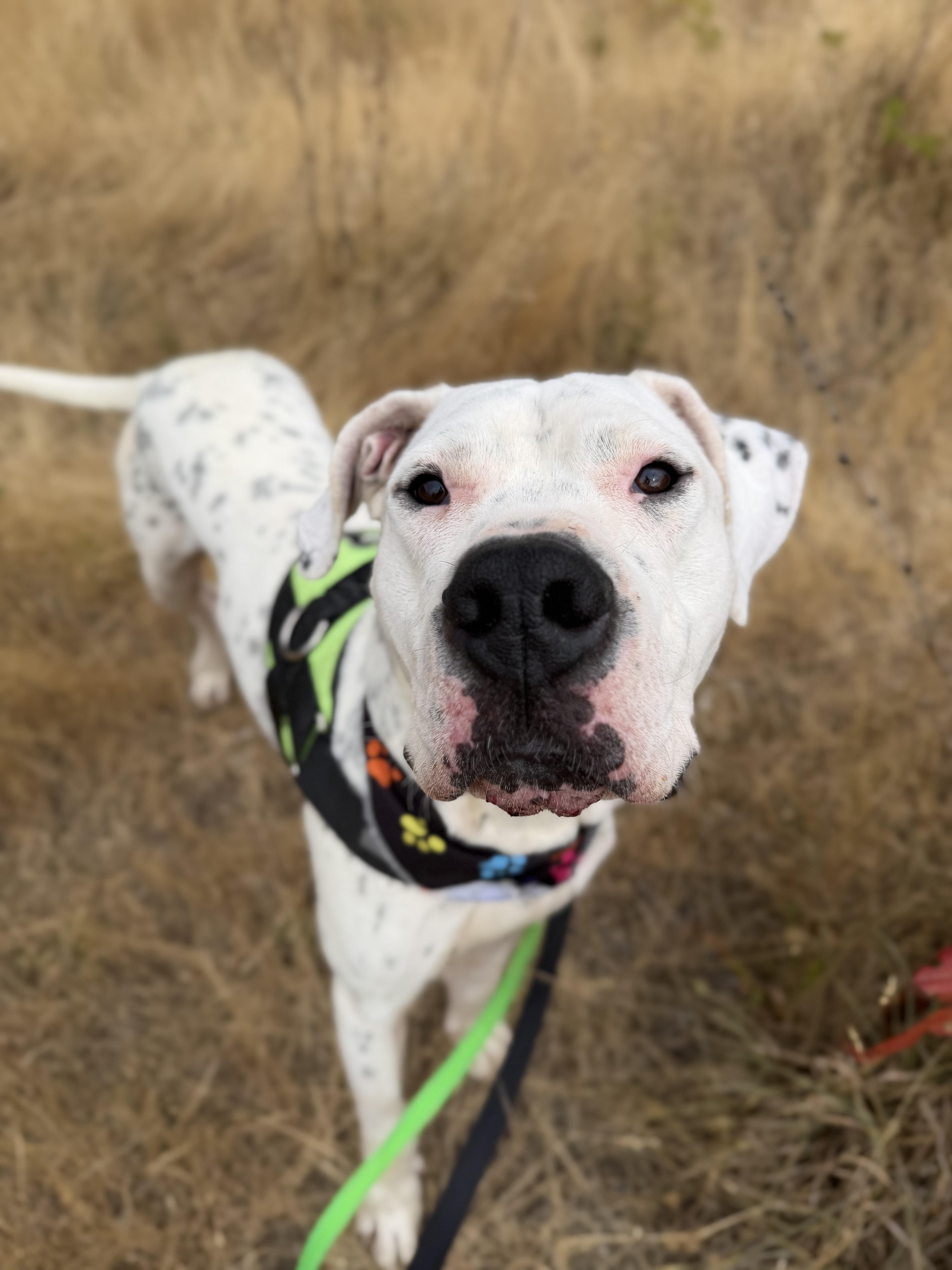 An adult large-sized male White / Cream Dogo Argentino dog named Mateo for adoption in lynnwood , WA