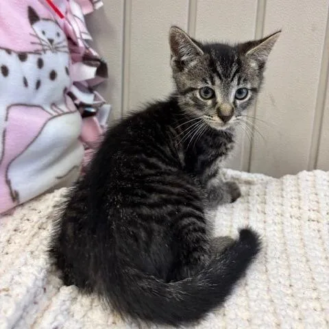 A baby small-sized male Brown / Chocolate Domestic Short Hair cat named Bashful for adoption in Hawthorne, CA
